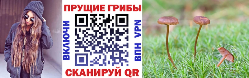 Галлюциногенные грибы MAGIC MUSHROOMS  Сланцы 